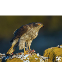 گونه طرلان Northern Goshawk 